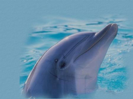 les dauphins 